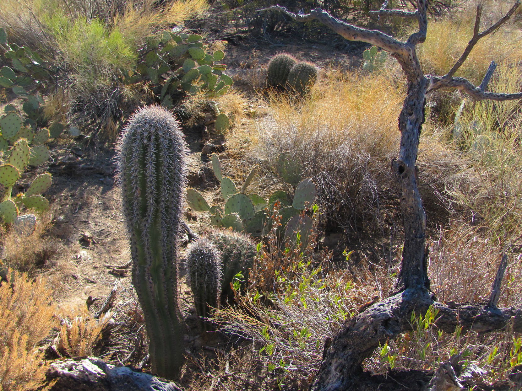 Desert scene